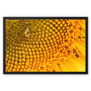 Sun Flower 3