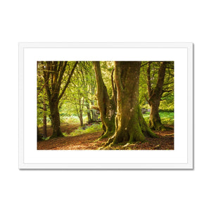 Deep Forest Aura