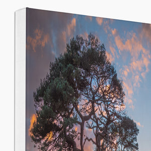 Sunset forest landscape