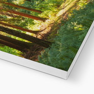 Sunlit Forest
