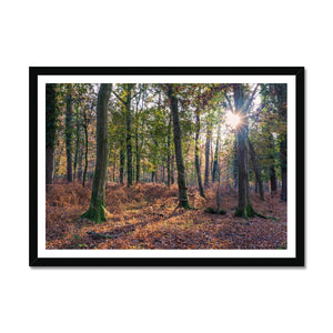 Autumn light