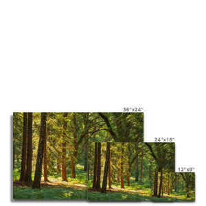 Sunlit Forest