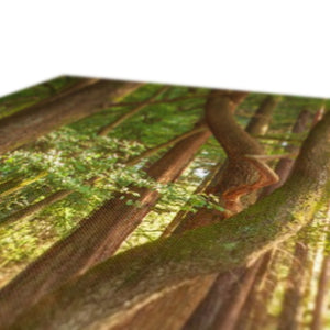 Forest Zen