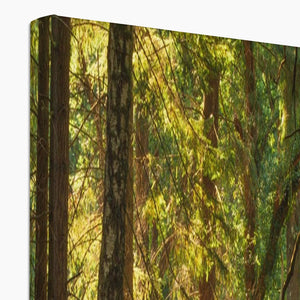 Sunlit Forest