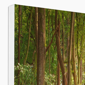 Forest Zen