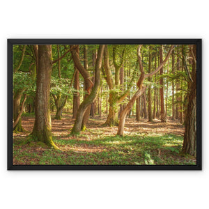 Forest Zen