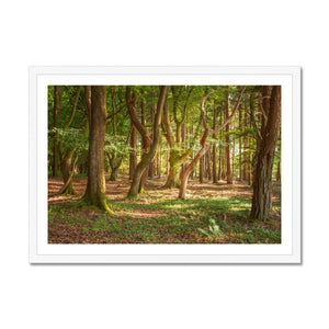 Forest Zen
