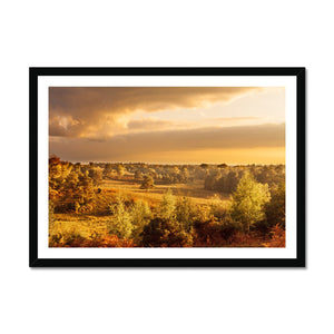 Forest view