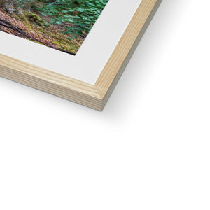 Deep forest landscape