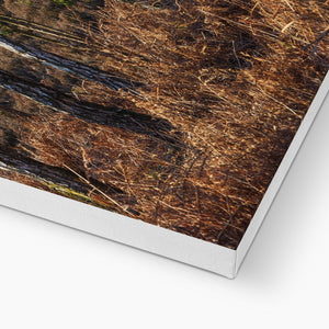 Birch light