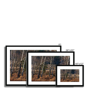 Birch light