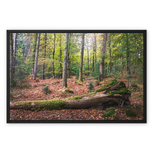 Tranquil autumn woodland