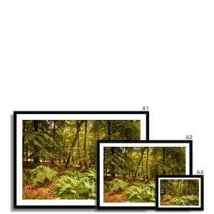 Fern view