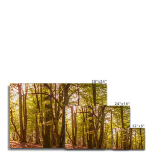 In the Shadow of Trees