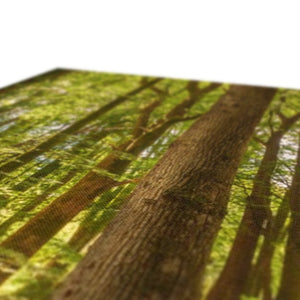 Forest scape