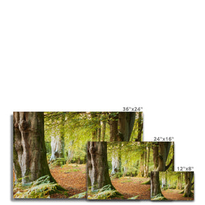 Ornamental Beeches