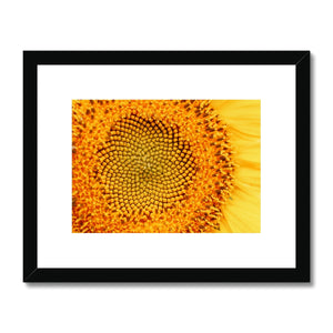 Sun flower 1