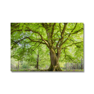 Emerald canopy forest scene