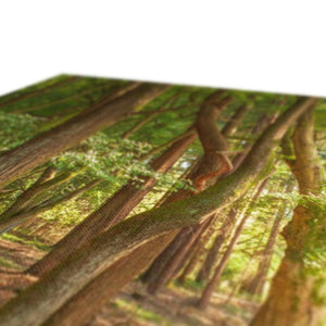 Forest Zen