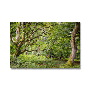 Green forest landscape