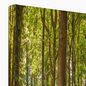 Forest scape