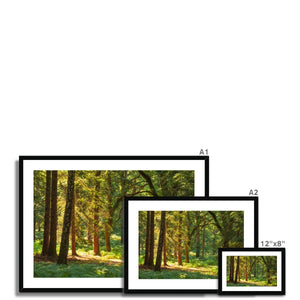 Sunlit Forest