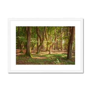 Forest Zen