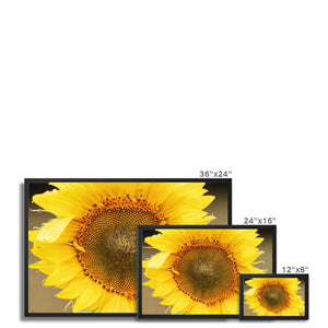 Sun Flower 2