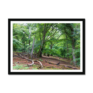 Deep forest landscape