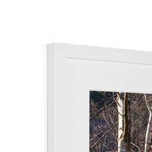 Birch light