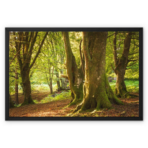 Deep Forest Aura
