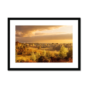 Forest view
