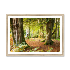 Ornamental Beeches