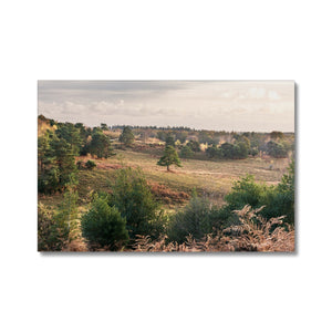 Autumn forest landscape