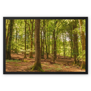 Forest scape