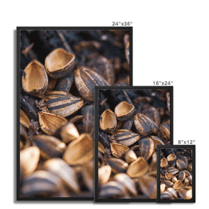 Sun Flower seeds shells 2