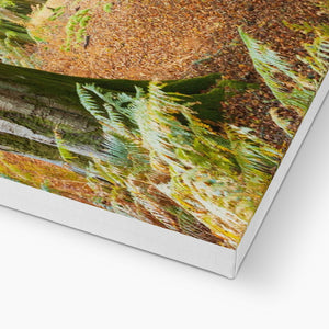 Ornamental Beeches