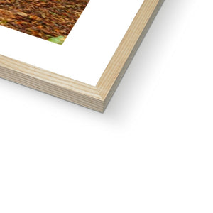Ornamental Beeches
