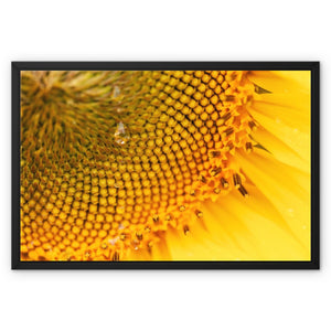 Sun Flower 3