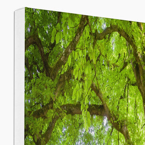 Emerald canopy forest scene