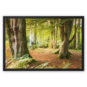 Ornamental Beeches
