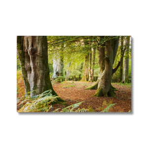 Ornamental Beeches