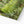Green forest landscape