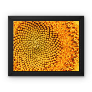 Sun flower 1