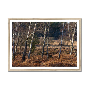 Birch light