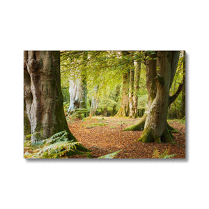 Ornamental Beeches
