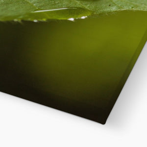 Leaf droplets 3