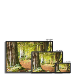 Ornamental Beeches