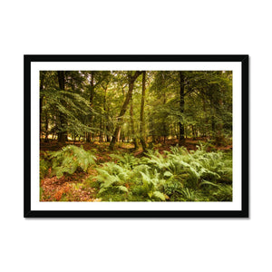 Fern view