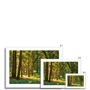 Sunlit Forest